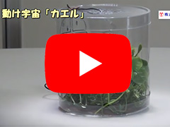 youtube動けくらげ画像